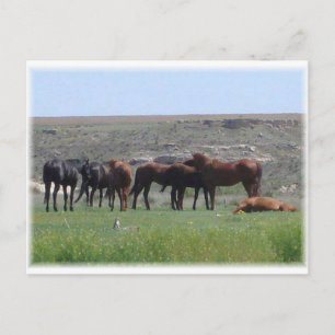 Herd of Horses & Prairie Dog - Logan County KS Postcard