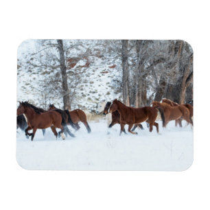 Herd of Horses Running in Snow Magnet