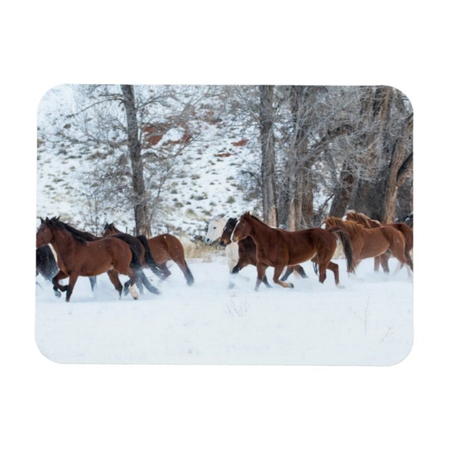 Herd of Horses Running in Snow Magnet (Horizontal)