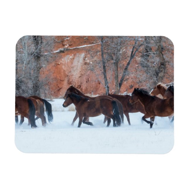 Herd of Horses Running in Snow Magnet (Horizontal)