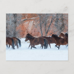 Herd of Horses Running in Snow Postcard
