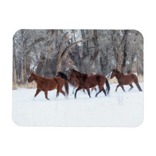 Herd of Horses Running in Winters Snow Magnet