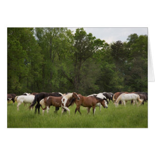 Herd of horses, Tennessee