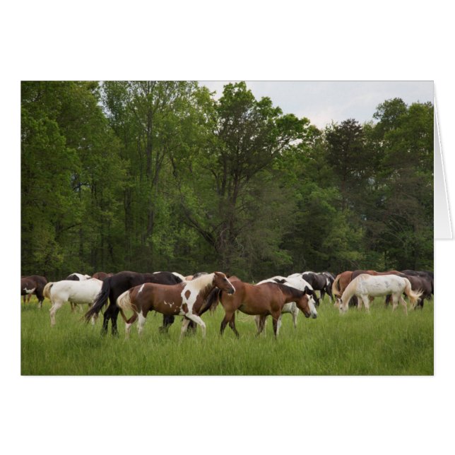 Herd of horses, Tennessee (Front Horizontal)