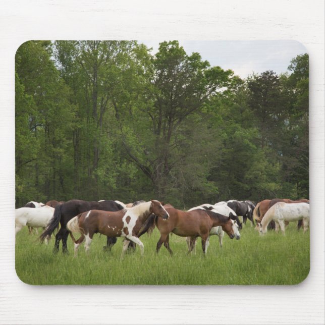 Herd of horses, Tennessee Mouse Pad (Front)