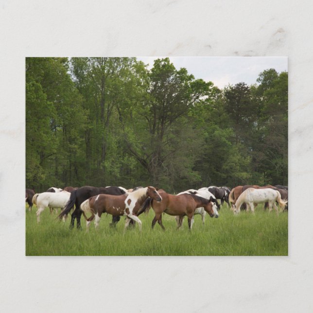 Herd of horses, Tennessee Postcard (Front)