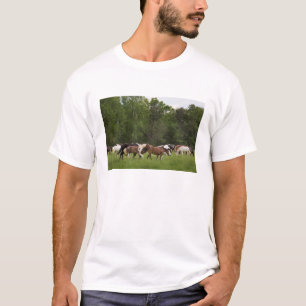 Herd of horses, Tennessee T-Shirt
