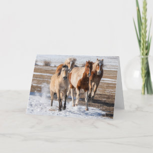 Herd of Mixed Breed Horses Running in the Snow Card