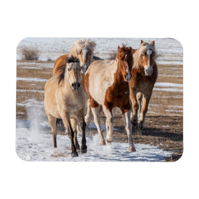 Herd of Mixed Breed Horses Running in the Snow Magnet (Horizontal)