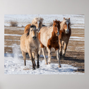Herd of Mixed Breed Horses Running in the Snow Poster