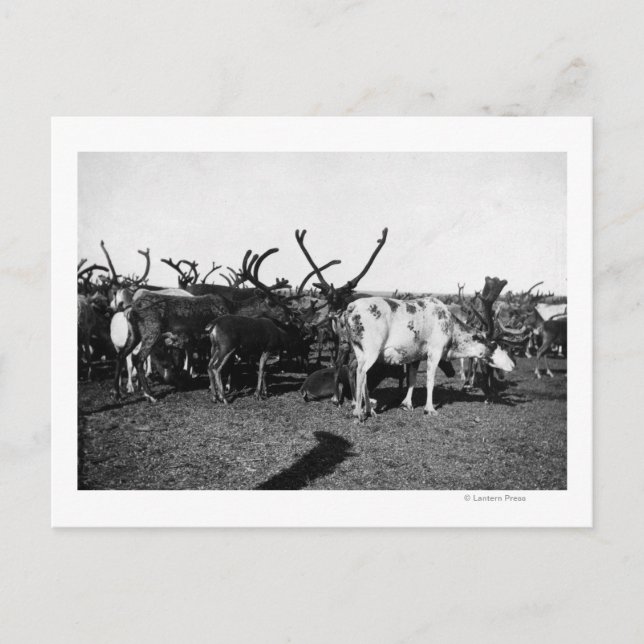 Herd of Reindeer in Alaska Photograph Postcard (Front)