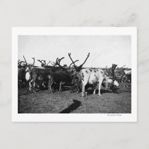 Herd of Reindeer in Alaska Photograph Postcard