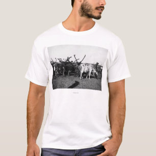 Herd of Reindeer in Alaska Photograph T-Shirt