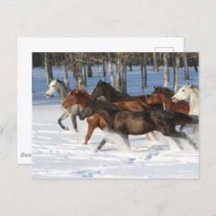 Herd Of Trakehner Horses Running In Snow Postcard