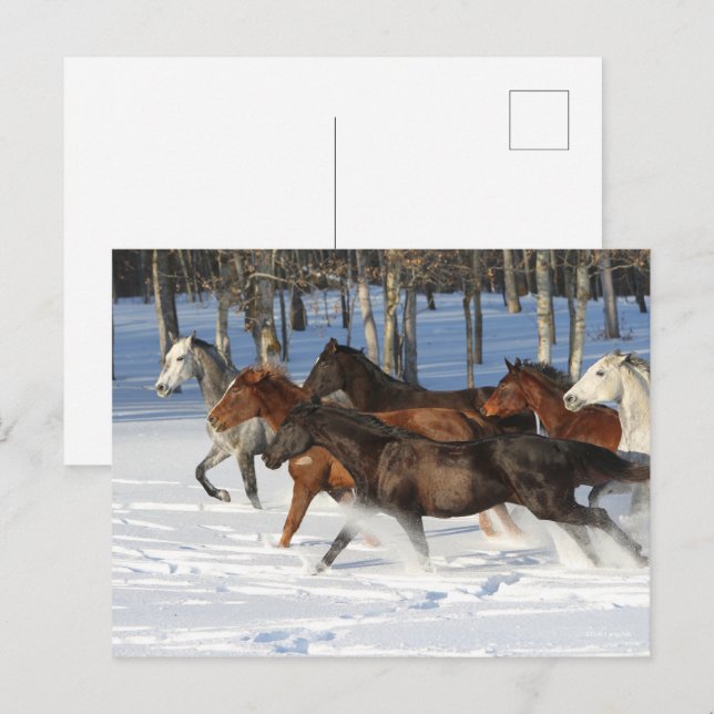 Herd Of Trakehner Horses Running In Snow Postcard (Front/Back)