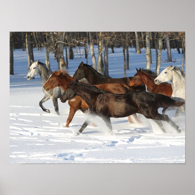 Herd Of Trakehner Horses Running In Snow Poster (Front)