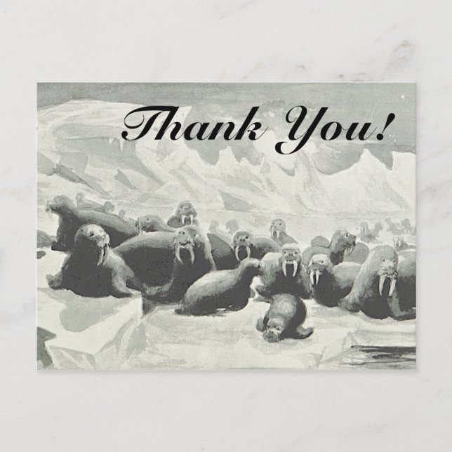 Herd of Walruses "Thank You!" Postcard (Front)