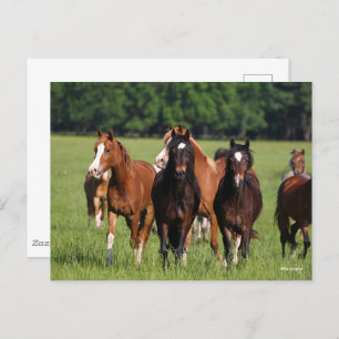 Herd of Welsh Ponies Standing In Field Postcard