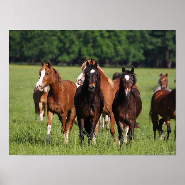 Herd of Welsh Ponies Standing In Field Poster (Front)