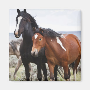 Herd of Wild Horses Magnet