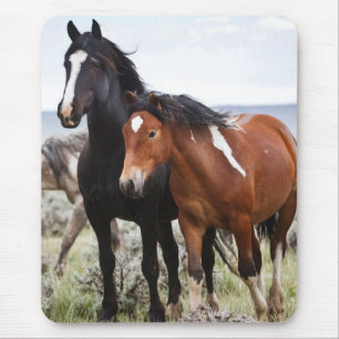 Herd of Wild Horses Mouse Pad