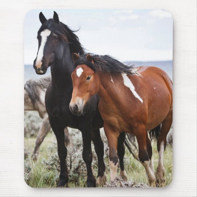 Herd of Wild Horses Mouse Pad (Front)