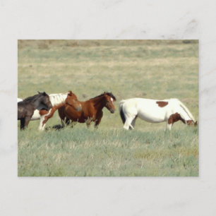 Herd of wild horses postcard