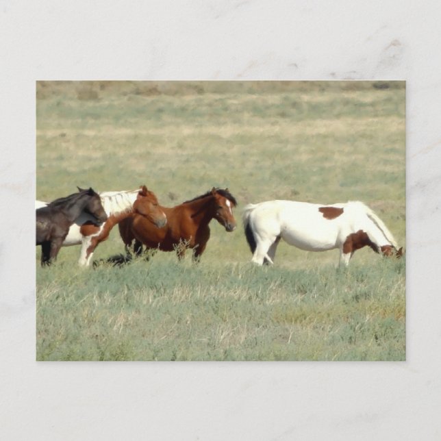 Herd of wild horses postcard (Front)