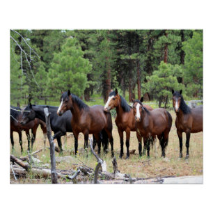 Herd of wild horses poster