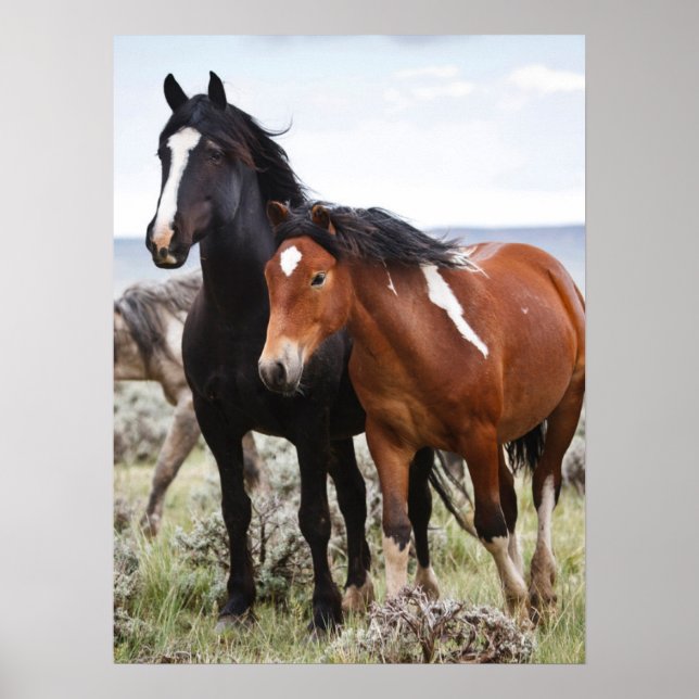 Herd of Wild Horses Poster (Front)