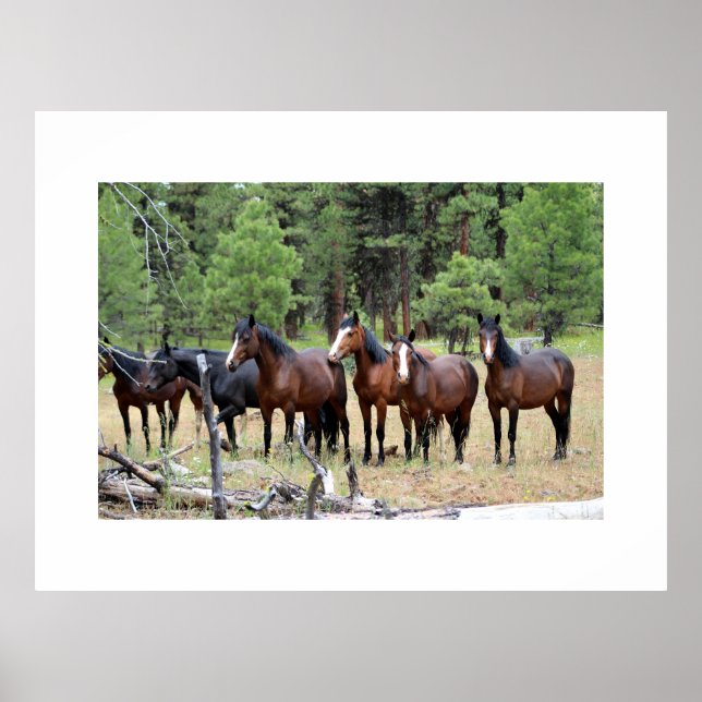 Herd of wild horses poster (Front)