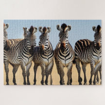 Herd of Zebra