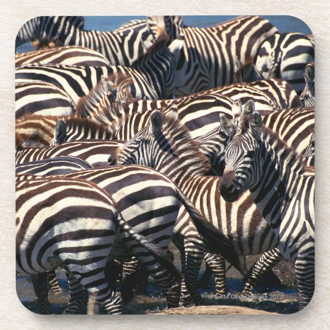 Herd of zebras coaster (Front)