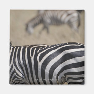 Herd of Zebras grazing, Masai Mara Game Reserve, Magnet