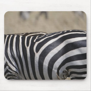 Herd of Zebras grazing, Masai Mara Game Reserve, Mouse Pad