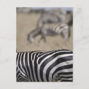 Herd of Zebras grazing, Masai Mara Game Reserve, Postcard