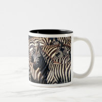 Herd of zebras