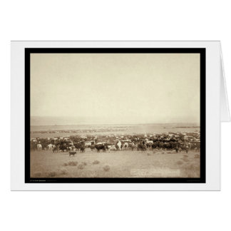 Herding Cattle at Moss Agate SD 1887
