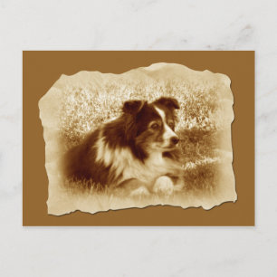 Herding Dog Vintage Sepia Tones Postcard