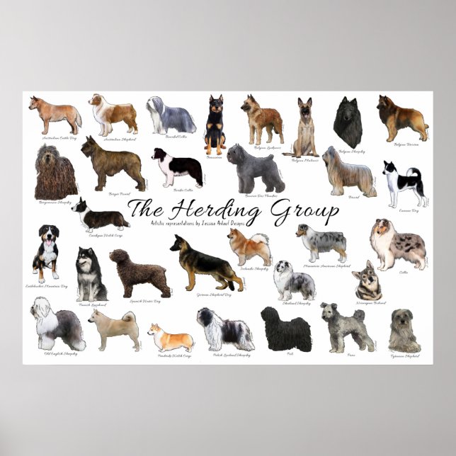 Herding Group Poster (Front)
