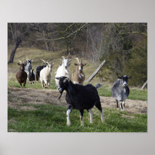 Herding Home poster