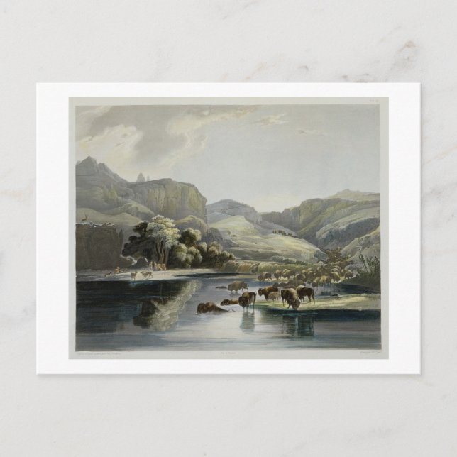 Herds of Bison and Elk on the Upper Missouri, plat Postcard (Front)