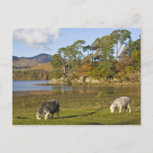 Herdwick sheep at Friars Crag, Derwentwater, 2 Postcard