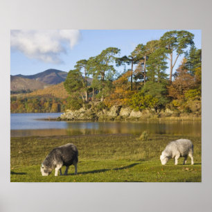 Herdwick sheep at Friars Crag, Derwentwater, 2 Poster