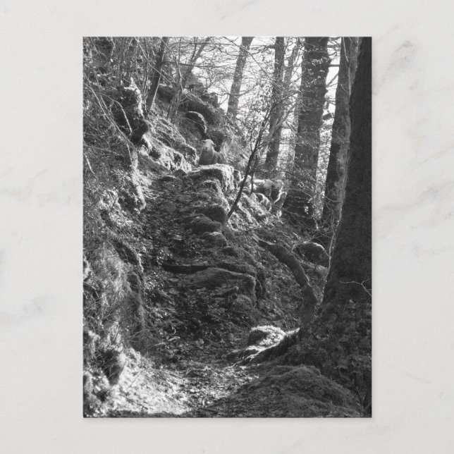 Herdwick Sheep, Cumbria Postcard (Front)