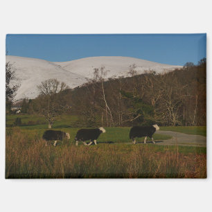 Herdwick Sheep Magnet