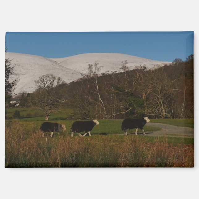 Herdwick Sheep Magnet (Front)