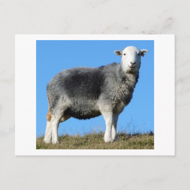 Herdwick Sheep Postcard (Front)