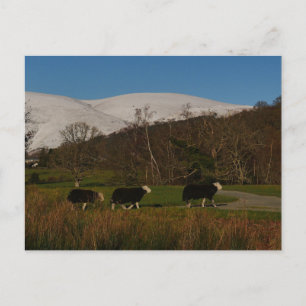 Herdwick Sheep Postcard