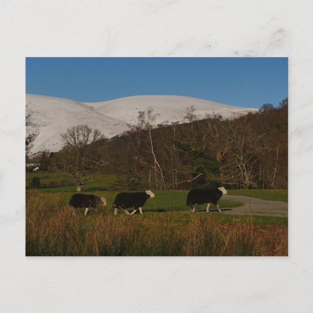 Herdwick Sheep Postcard (Front)
